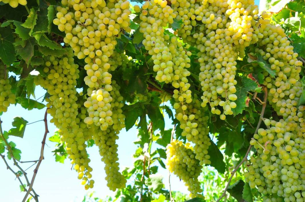 Üzüm ihracatının yüzde 90'ı bu kentten yapılıyor: 103 ülkeye gönderiliyor! Üzümler serildi, ovadan renkli görüntüler... 8